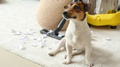 ¿Perritos en casa? Olvídate de los malos olores con estos sencillos consejos