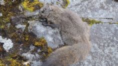 ¡Ardillas voladoras del tamaño de un gato! Descubren nueva especie en el Himalaya: FOTOS