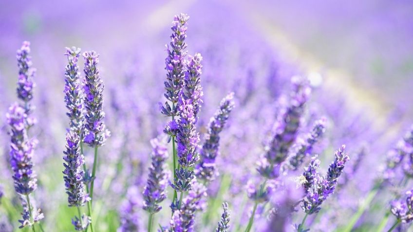 Conoce el Rancho de Lavanda en Guanajuato; una experiencia que no querrás perderte: FOTOS