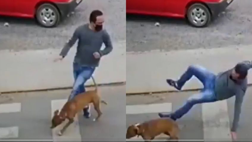 VIDEO VIRAL: Perrito a toda velocidad “atropella” a peatón y cautiva las redes