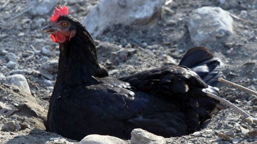 VIDEO VIRAL: Gallina pelea contra una cobra por defender a sus polluelos