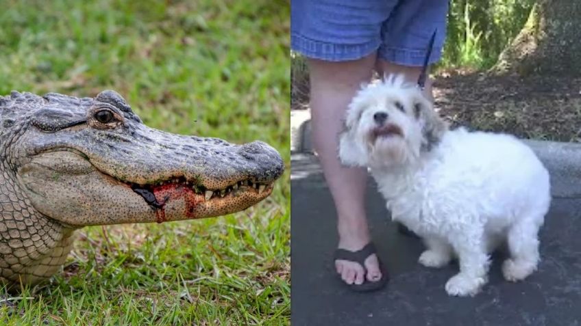 Mujer arriesga su vida para salvar a su perrito de ser devorado por un caimán