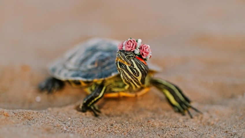 Así es Playa Mayto, el tortugueros más grandes de Jalisco y a la que no puedes entrar sin un permiso