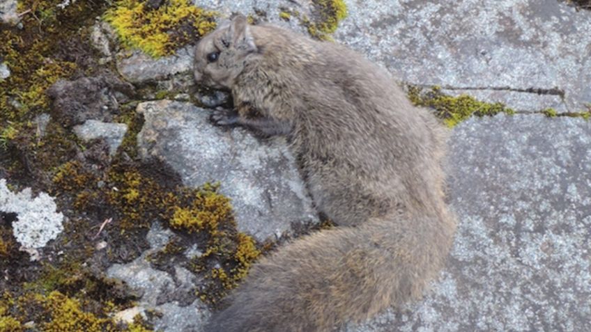 ¡Ardillas voladoras del tamaño de un gato! Descubren nueva especie en el Himalaya: FOTOS