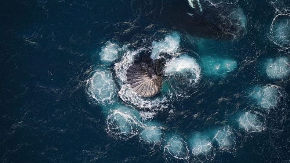 Ballenas cazando mediante burbujas en Australia. Foto: Captura