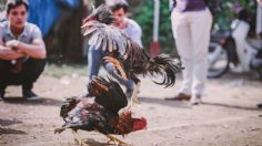 Declaran en Hidalgo peleas de gallos como patrimonio cultural inmaterial