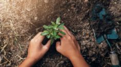 En Tamaulipas, estudiantes deberán plantar un árbol para poder titularse