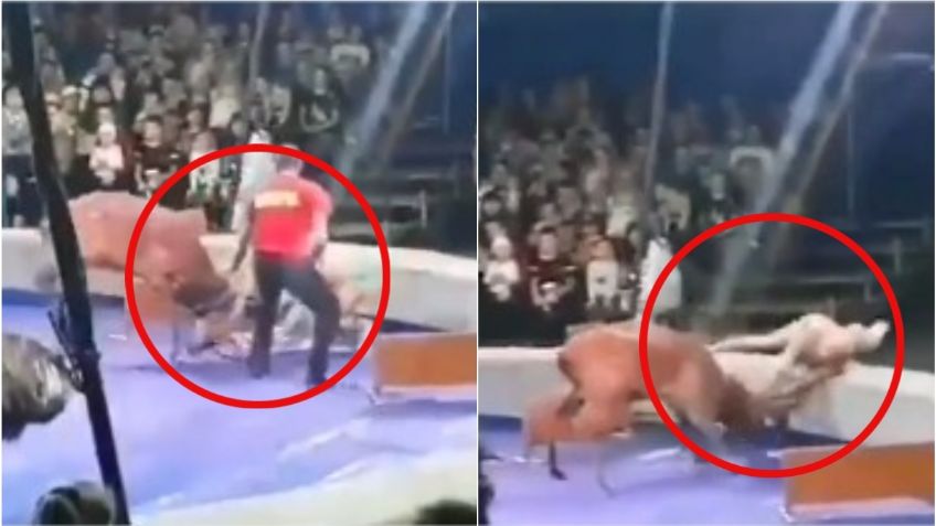 VIDEO: Un ciervo ataca a domadora durante show de circo EN VIVO