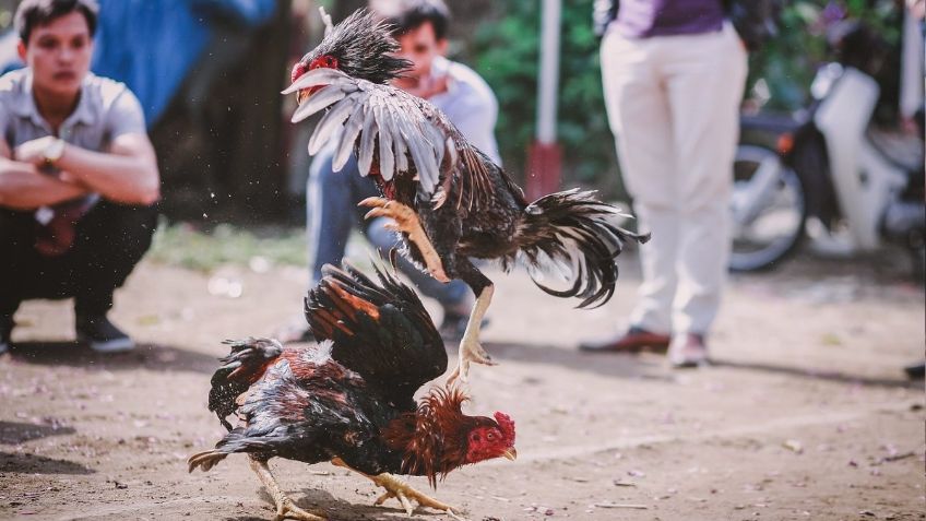 Declaran en Hidalgo peleas de gallos como patrimonio cultural inmaterial