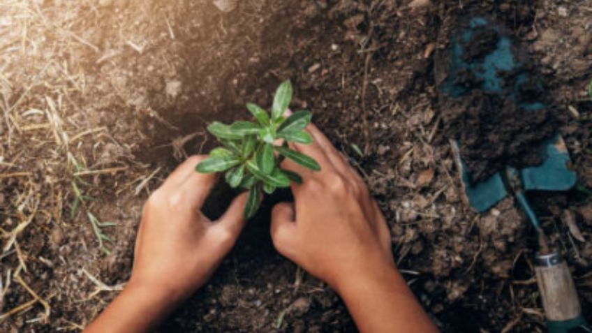 En Tamaulipas, estudiantes deberán plantar un árbol para poder titularse