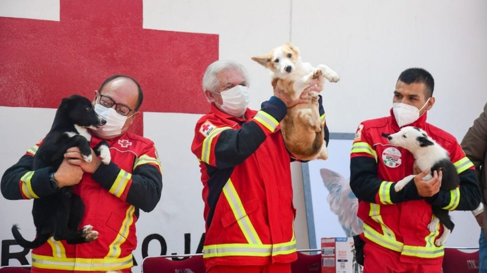 La Cruz Roja dio a conocer a los perritos que serán entrenados en búsqueda y rescate. FOTO: Twitter