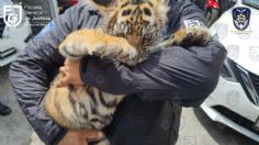 Detienen a sujeto con cachorro de tigre en Benito Juárez