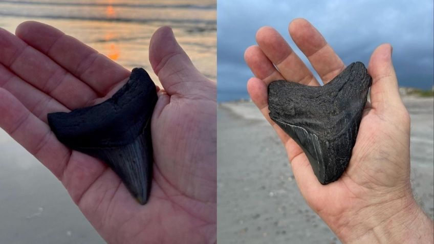 Hombre encuentra dos dientes de tiburón MEGALODÓN con tres semanas de diferencia | FOTOS