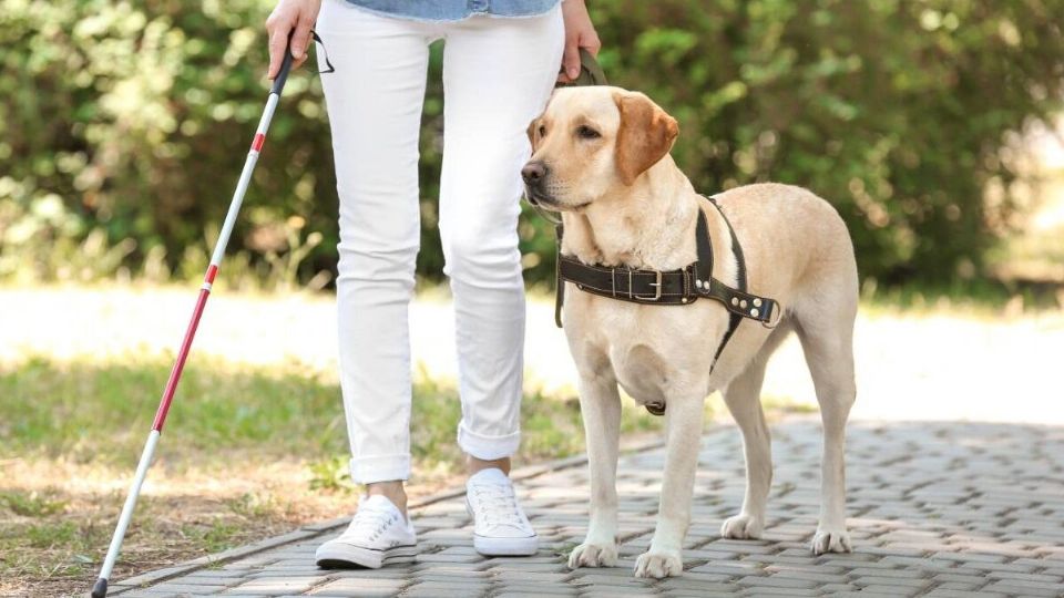 Lucero Márquez recomendó que las personas que necesiten de un perro guía deben entender que no son mascotas, pues necesitan cuidados especiales. Foto: Especial