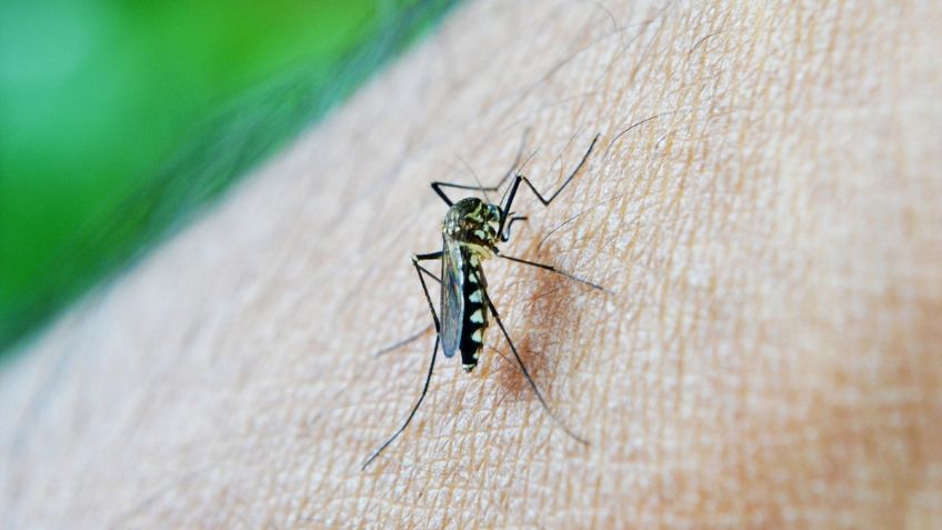 Alertan por mosquito que porta virus capaz de paralizar humanos