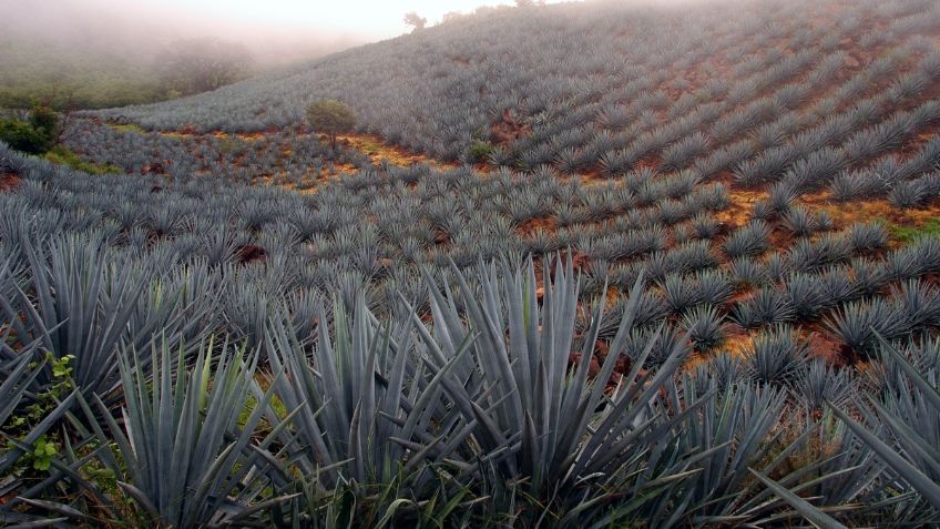 XV aniversario del paisaje agavero: catas, exposiciones, clases de mixología y más, para celebrar GRATIS