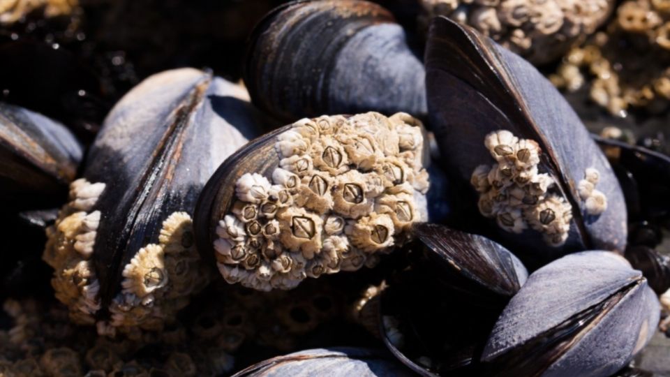 Mejillones y otros animales marinos mueren ante altas temperaturas en Canadá. Foto: Pxhere