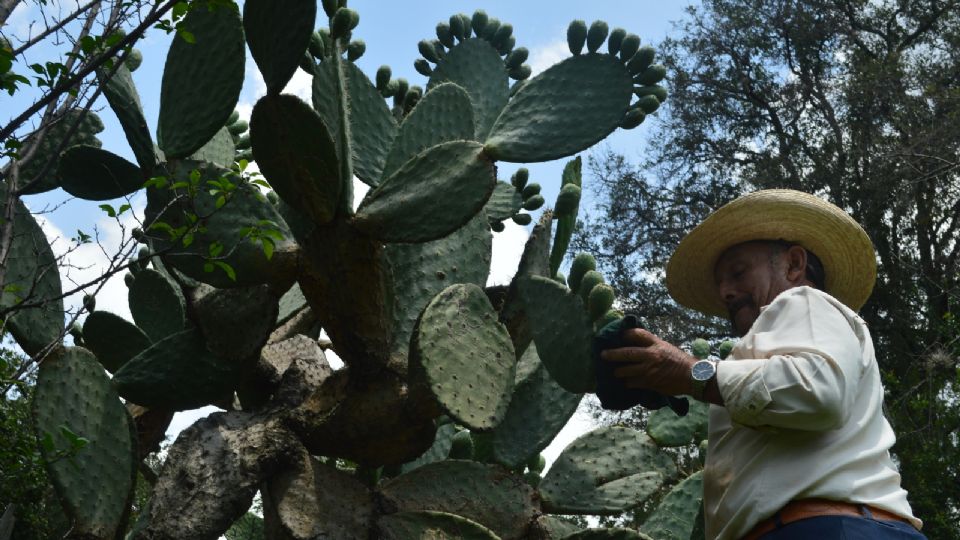 El nopal puede sembrarse en lugares con poco agua y, por sus propiedades, contribuye a nutrir la tierra.