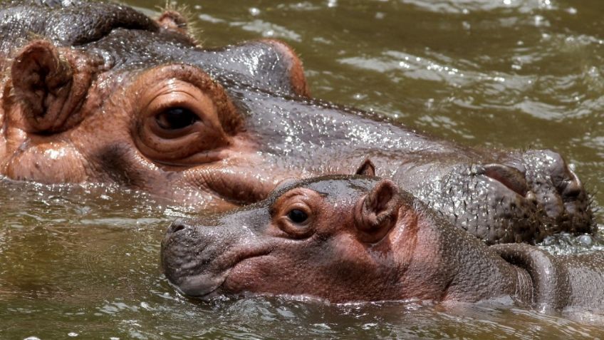 Nace hipopótamo en zoológico de Guadalajara ¡Ya pesa 40 kilos!: FOTOS