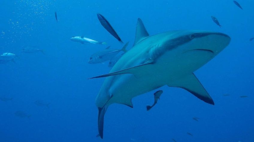 ¿Cuál es la relación entre los dientes de tiburón y la temperatura en la Tierra hace miles de años?