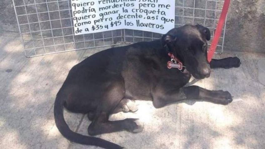 Perrito que salió de la perrera, vende llaveros para comprar sus croquetas y enternece las redes