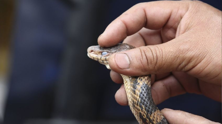 En Nuevo León, víbora cae sobre comensales en restaurante de San Nicolás: VIDEO