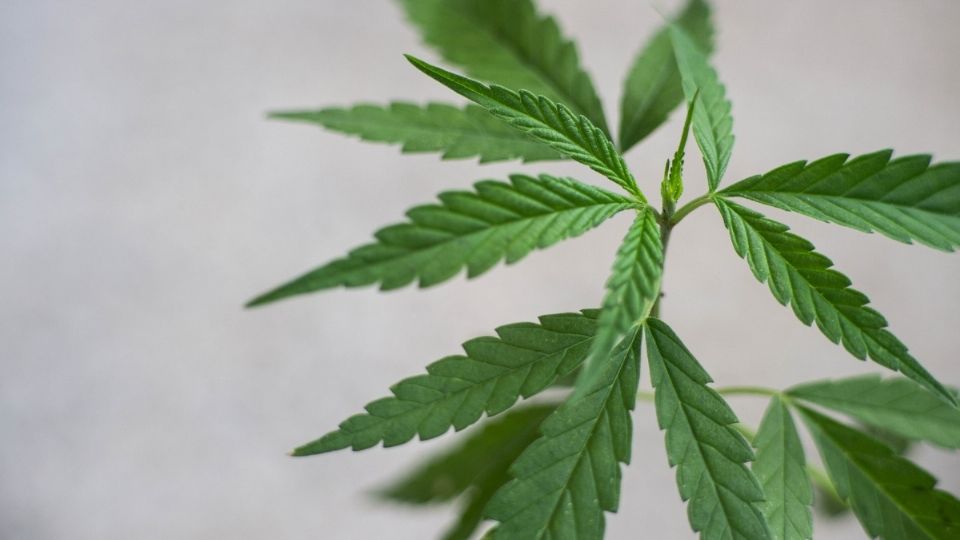 En 2018, una madre ganó una demanda para que su hijo accediera a la cannabis medicinal.