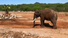 Inauguran Santuario Ostok en Culiacán; espacio único para rehabilitar y albergar animales rescatados 