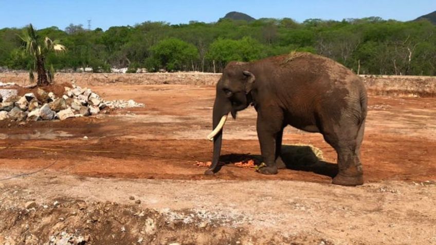 Inauguran Santuario Ostok en Culiacán; espacio único para rehabilitar y albergar animales rescatados 