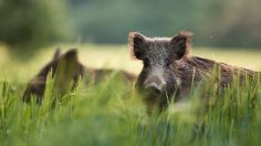 Descubren nueva especie parecida a los cerdos y jabalíes en Fukushima, ¿es radioactiva?