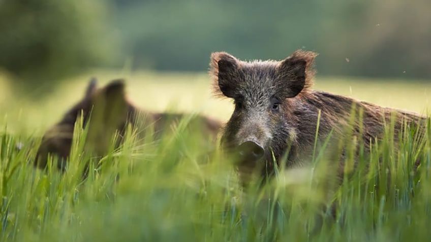 Descubren nueva especie parecida a los cerdos y jabalíes en Fukushima, ¿es radioactiva?