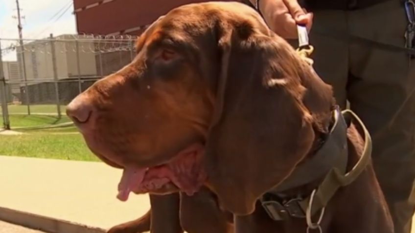 ¡Héroe! Perrito sabueso RESCATA a una niña secuestrada por su padre; esta es la historia