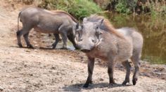 Impacto climático de los jabalíes es mayor que el de un millón de carros, revela estudio