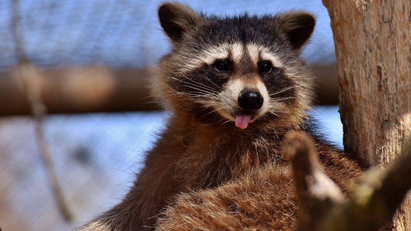 Mapache roba comida y 'se avergüenza' al ser capturado; lo más tierno que verá hoy: FOTO