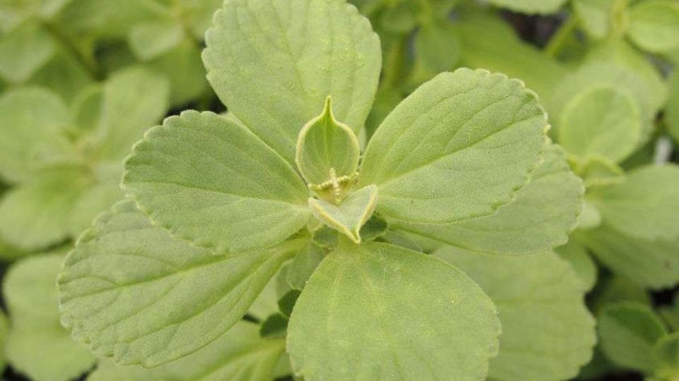 La planta de mentol es conocida como 'de Vaporub' debido a su olor. Foto: Twitter @Encycloplant