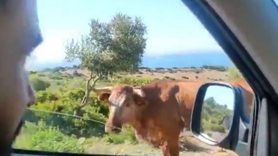 La vaca es la sensación en redes sociales. Foto: Especial