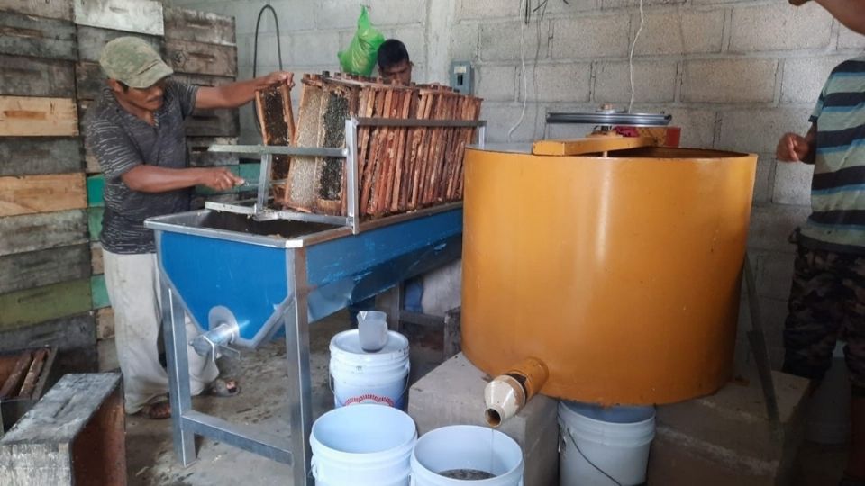 Apicultores buscan sitios con flores y llevan ahí sus panales para obtener miel. Foto: Especial
