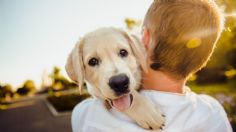 Día Mundial del Perro: Beneficios para la salud al tener un amigo de cuatro patas