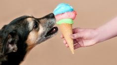 9 alimentos que NUNCA debes darle a tu perro; podrías causarle la muerte