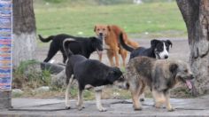 Jauría de perros callejeros asesina a hombre en mercado de Chinconcuac en Edomex