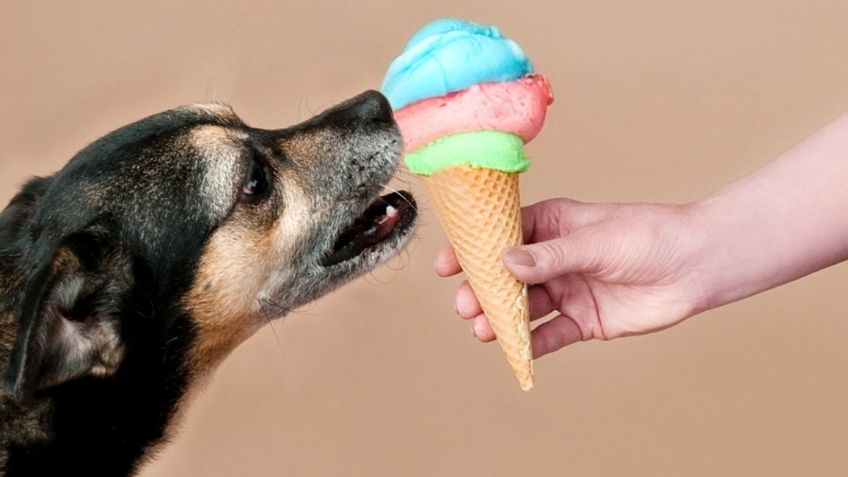 9 alimentos que NUNCA debes darle a tu perro; podrías causarle la muerte