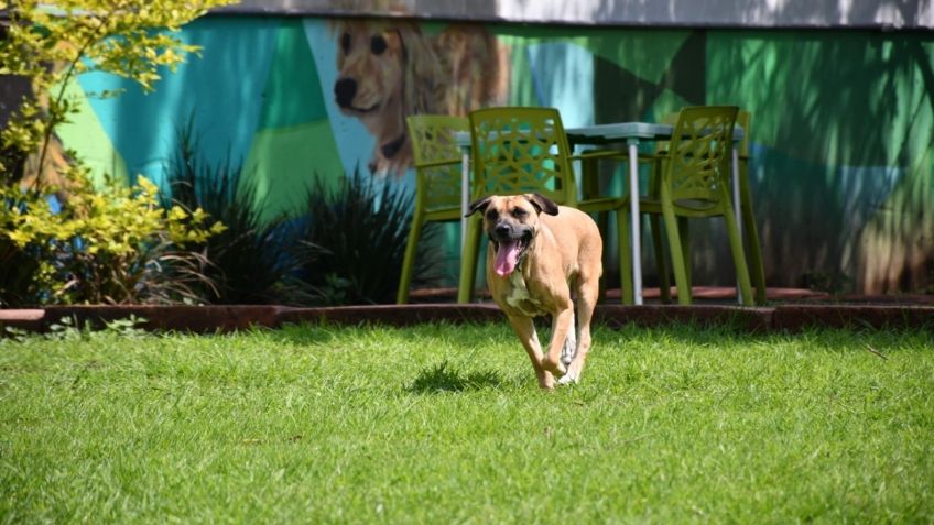 METRO CDMX: 19 perritos del Centro de Transferencia Canina buscan un hogar. Conócelos a todos