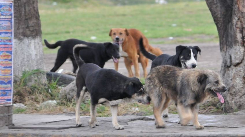 Jauría de perros callejeros asesina a hombre en mercado de Chinconcuac en Edomex