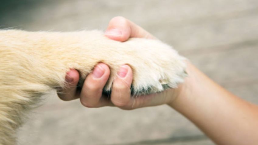 Niño que fue adoptado da el último adiós a su perrito: “Sé lo que se siente no ser amado”