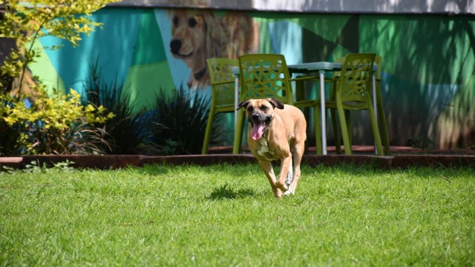 ¡Conoce a los lomitos 'adogtables' del Metro! Foto: Especial