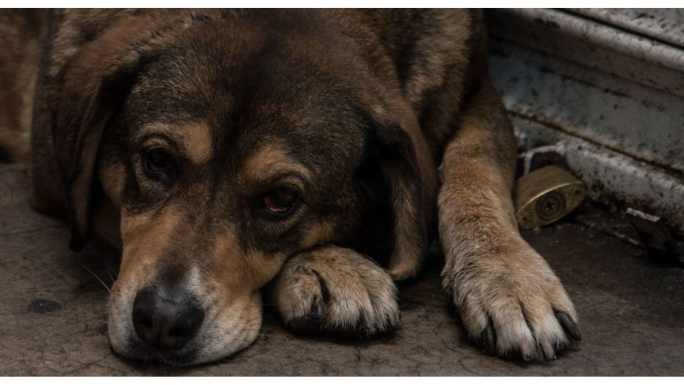 Mérida prohíbe alimentar animales de la calle; multa superaría los 40 mil pesos (Foto: Cuartoscuro)