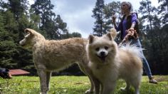 Martha Rincón hace una labor canina con Patas Vagas y salva perros callejeros o abandonados