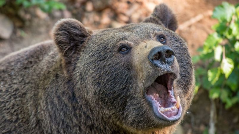 Fue atacado por un oso pardo. Foto: Pixabay