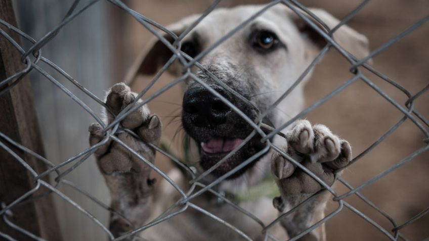 Imágenes fuertes: Evidencian maltrato animal en Puebla con perros pitbull VIDEO