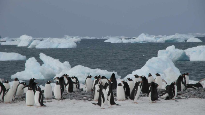 Encuentran microplásticos en dieta de pingüinos de la Antártida